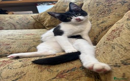 Maine Coon cats for sale: Fluffy and chunky Maine coon kittens FEMALE x 2 in Milton Keynes - Image 2