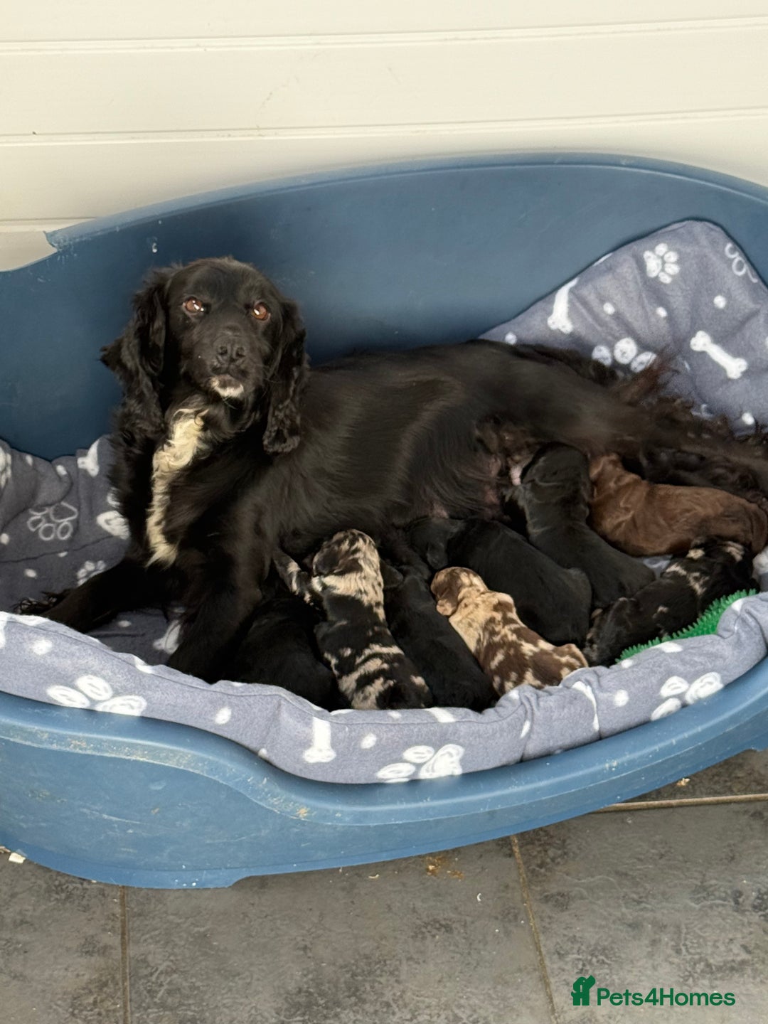 Cockapoo dogs for sale: Cracking F1 Cockapoos - Image 4