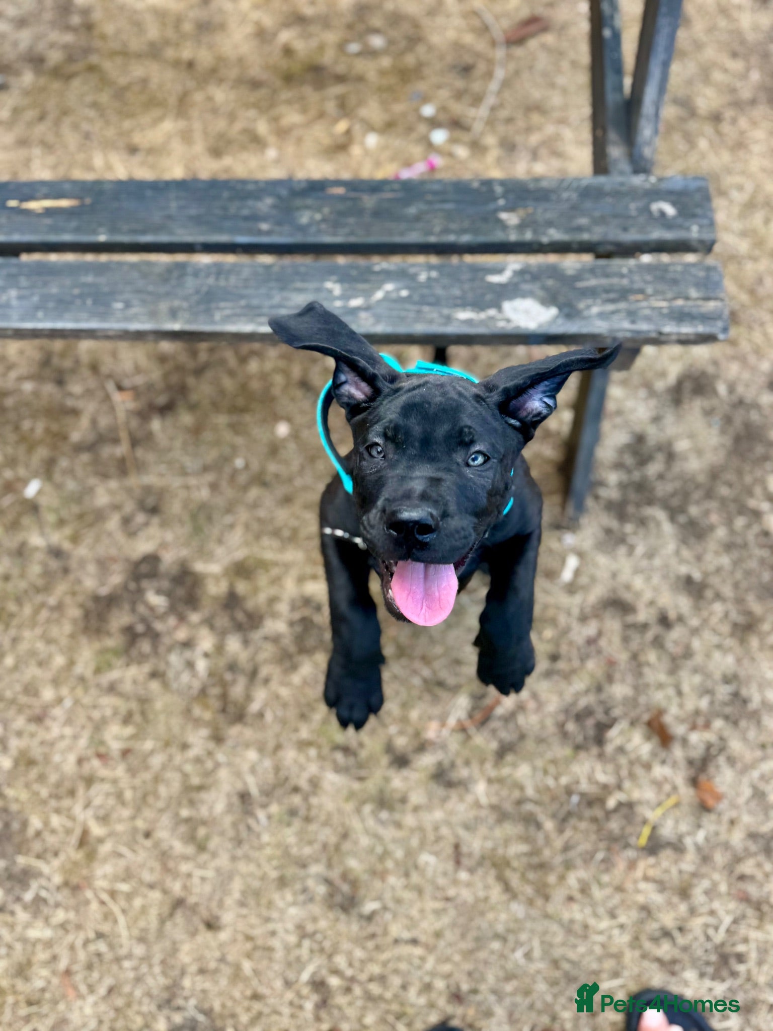 Cane Corso dogs Cane corso - Advert 8