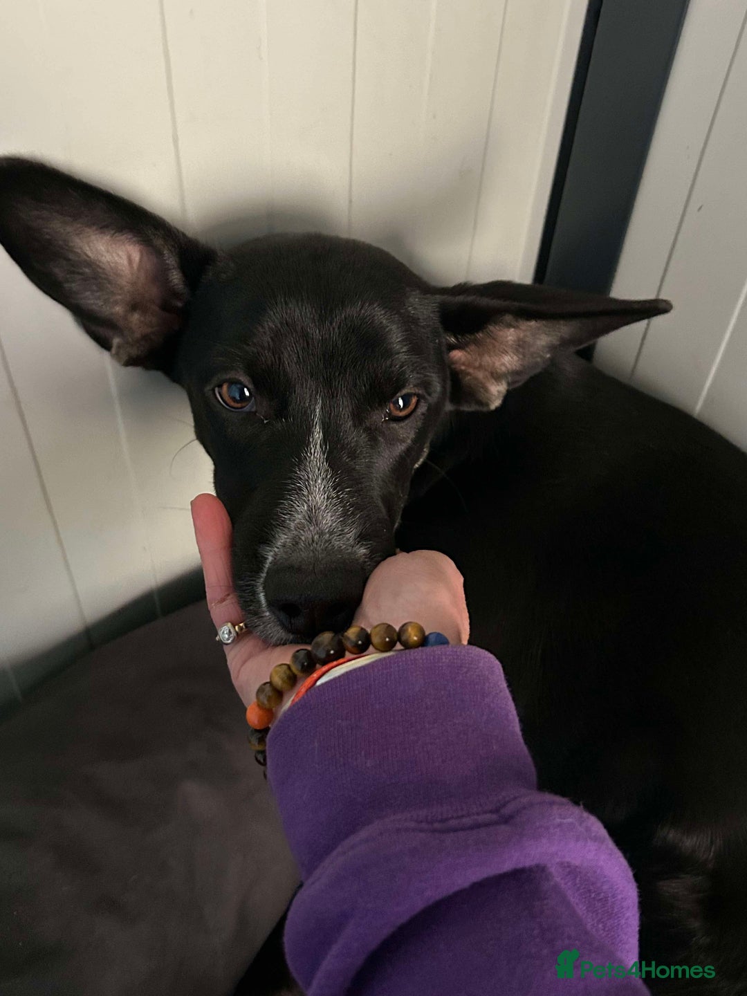 Mixed Breed dogs for adoption: Minnie is ready for her forever home - Advert 5