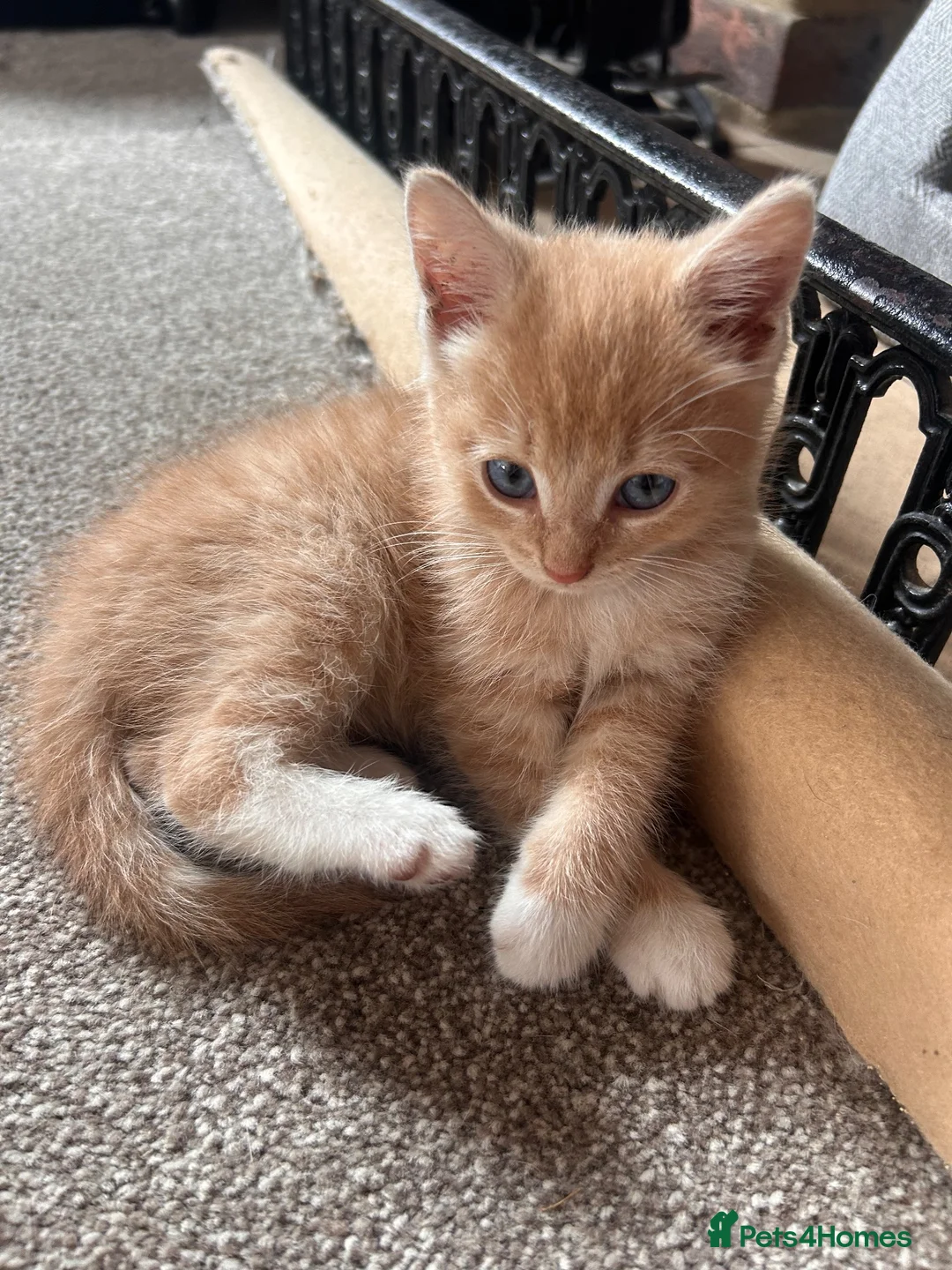 Mixed Breed cats for sale: Ginger tabby kittens  - Advert 6