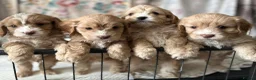 Cavapoo dogs for sale: Cavapoo’s  - Advert 7