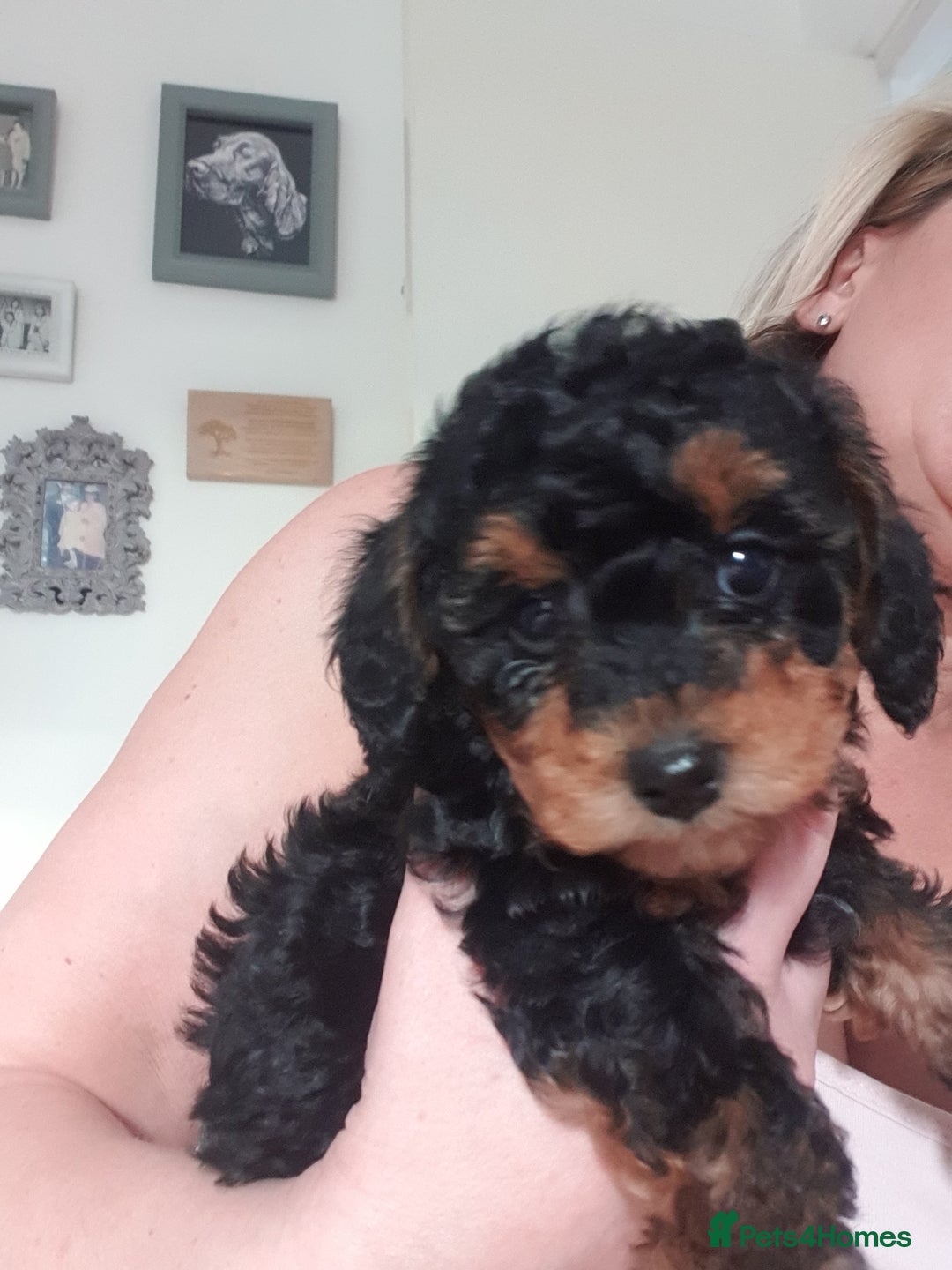 Jackapoo dogs for sale: Beautiful Jackapoo x Asian Toy poodle F1B - Image 3