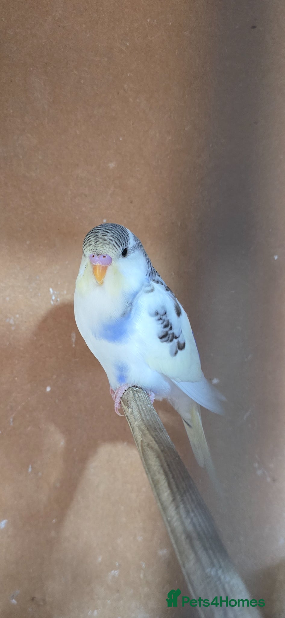 Budgerigars birds Gorgeous Baby Budgies - Advert 2
