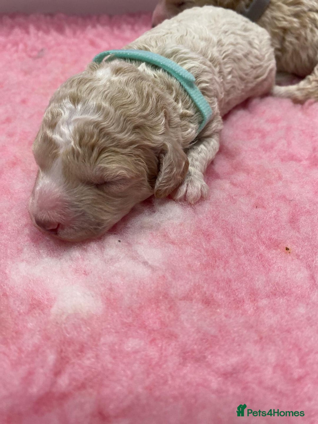 Labradoodle dogs for sale: Multi- Generation Toy/Mini parti Labradoodles   - Advert 5