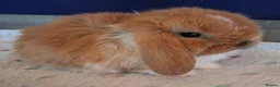 Mini Lop rabbits for sale: Mini lop buck - Advert 4