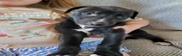 Greyhound dogs for sale: Greyhound x Lurcher Pups  - Advert 7