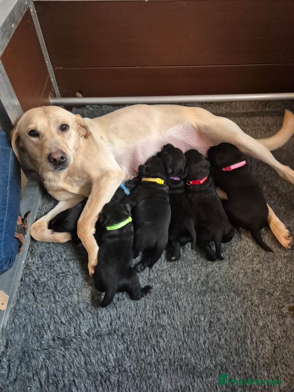 Labrador Retriever dogs Stunning KC Reg Black pups - Health Tested Parents - Advert 2