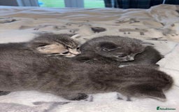 Burmese cats for sale: Beautiful blue kittens  - Image 8