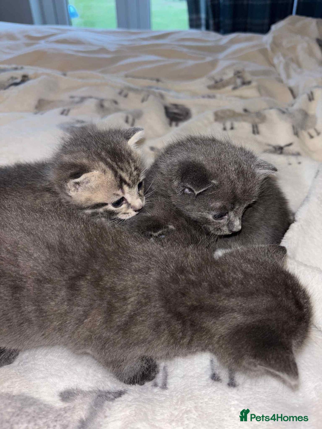 Burmese cats for sale: Beautiful blue kittens  - Image 8
