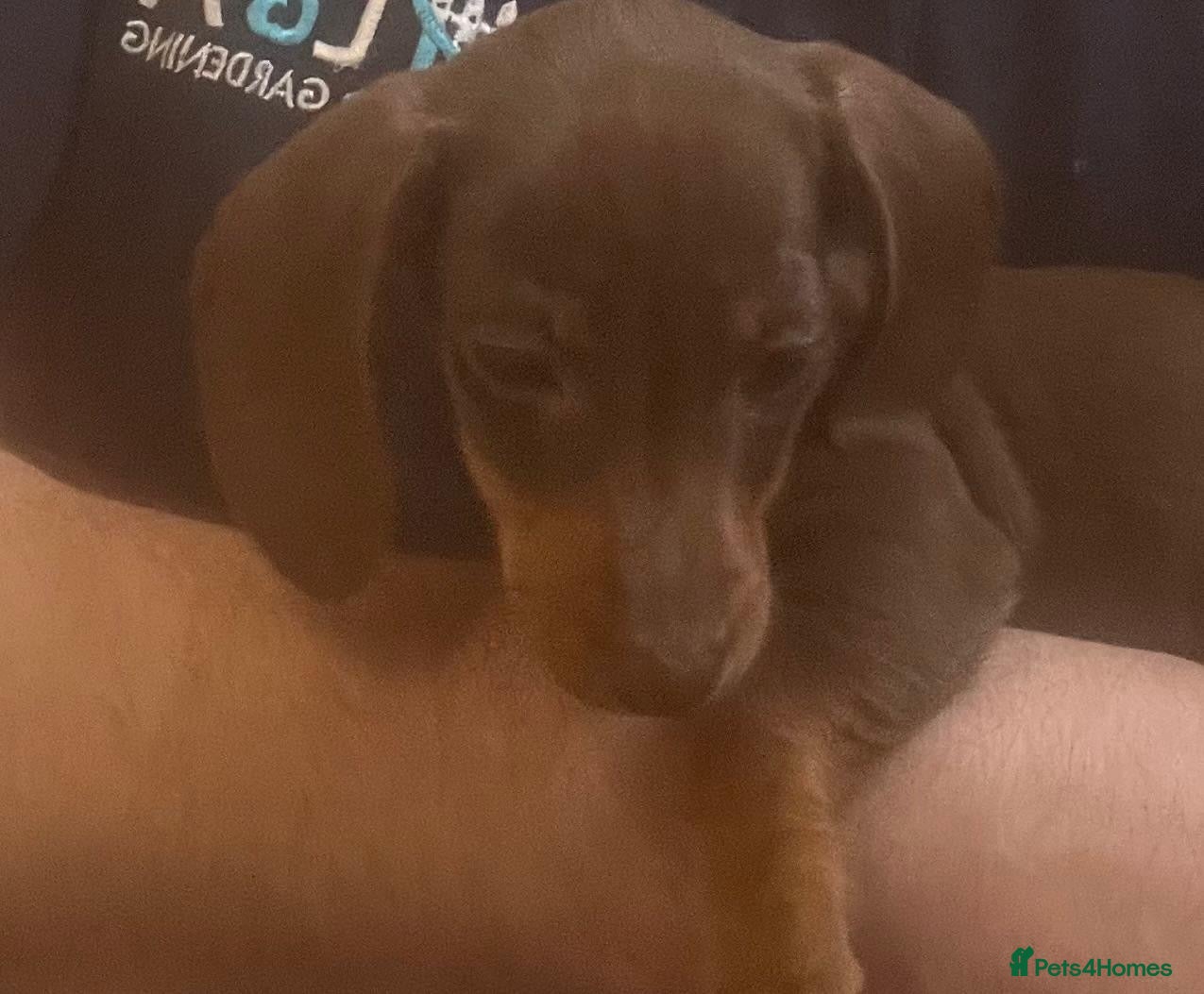 Miniature Dachshund dogs  🐶 Mini dachshund 🐶  - Advert 13