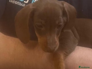 Miniature Dachshund dogs 🐶 Mini dachshund 🐶 - Advert 11