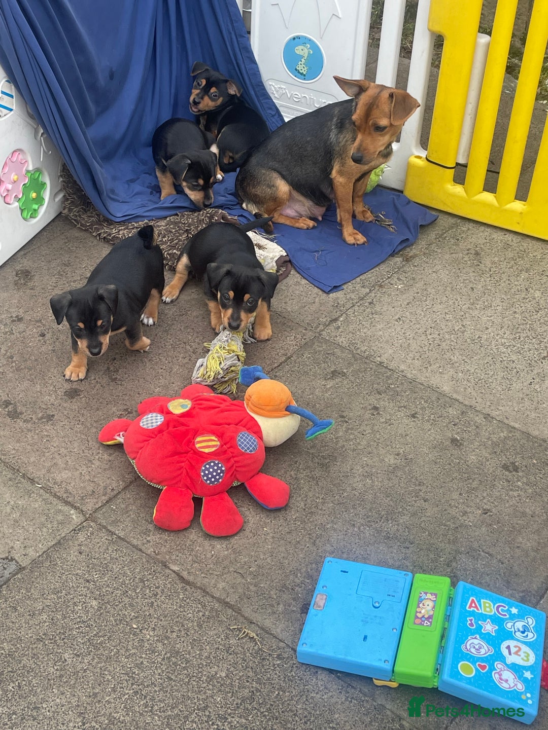 Jack Russell dogs for sale: Short Legged Jack Russell Pups - Image 10