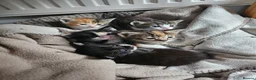 Mixed Breed cats for sale: Ragdoll mix kittens are for sale  - Advert 7