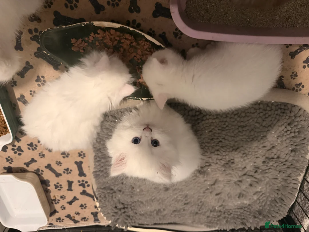 Persian cats for sale: Ready soon, 5 persian X kittens - Advert 20