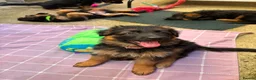 German Shepherd dogs for sale: KC German Shepherd puppies  - Advert 12
