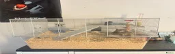 Gerbil rodents for sale: 2 Gerbils and starter set up!  in Birmingham - Advert 8