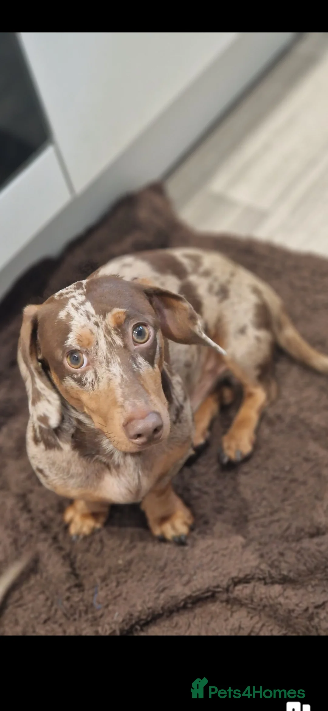 Miniature Dachshund dogs for stud: Minature dachshund dapple studd - Advert 1
