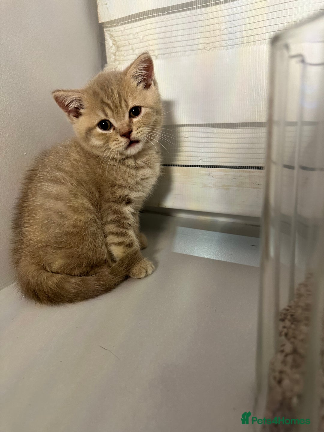 British Shorthair cats for sale: Adorable British shorthaired Kittens  - Image 6