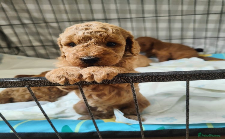 Miniature Poodle dogs - Advert 8