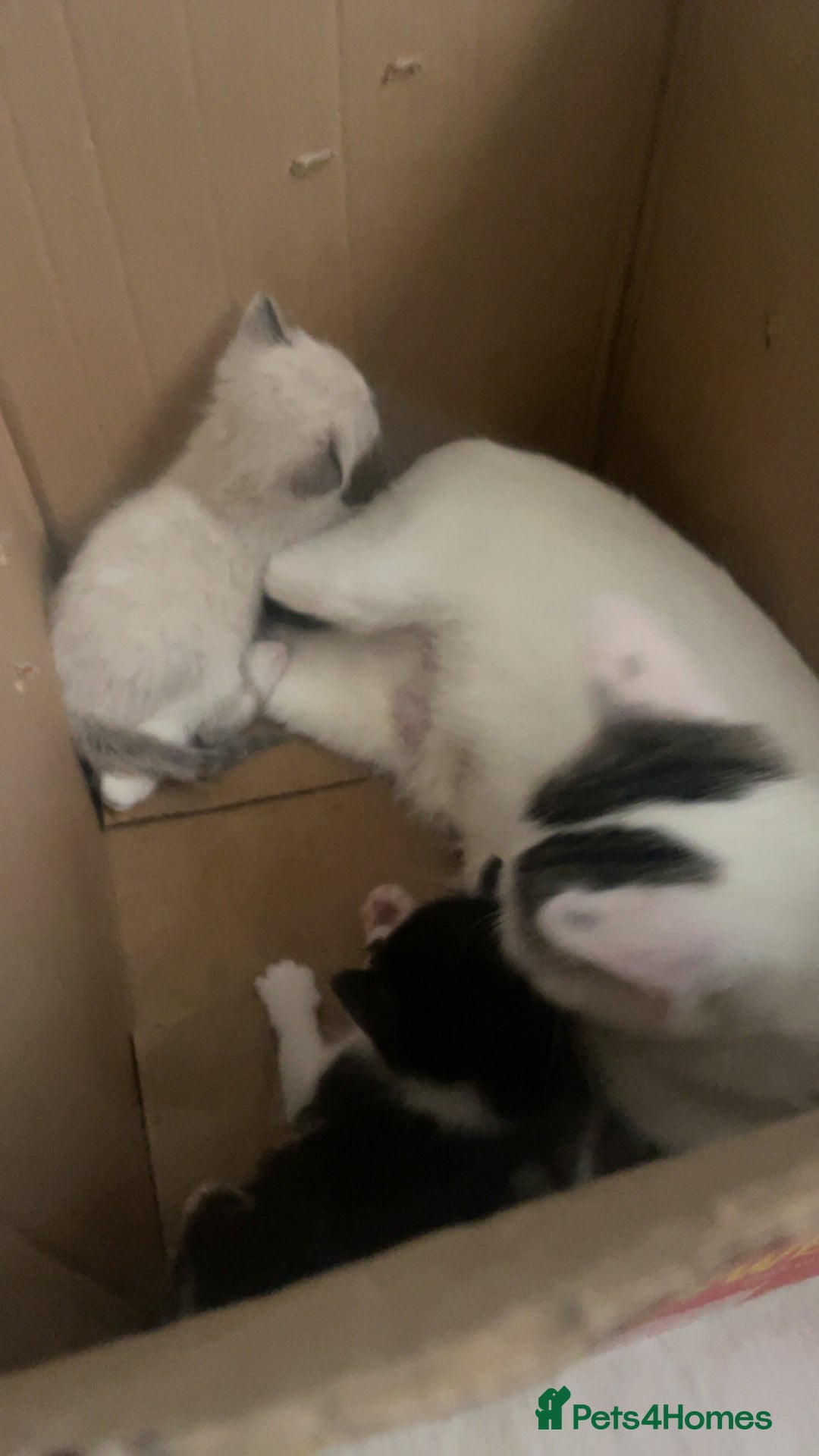 British Shorthair cats for sale: Kittens for sale - Image 4
