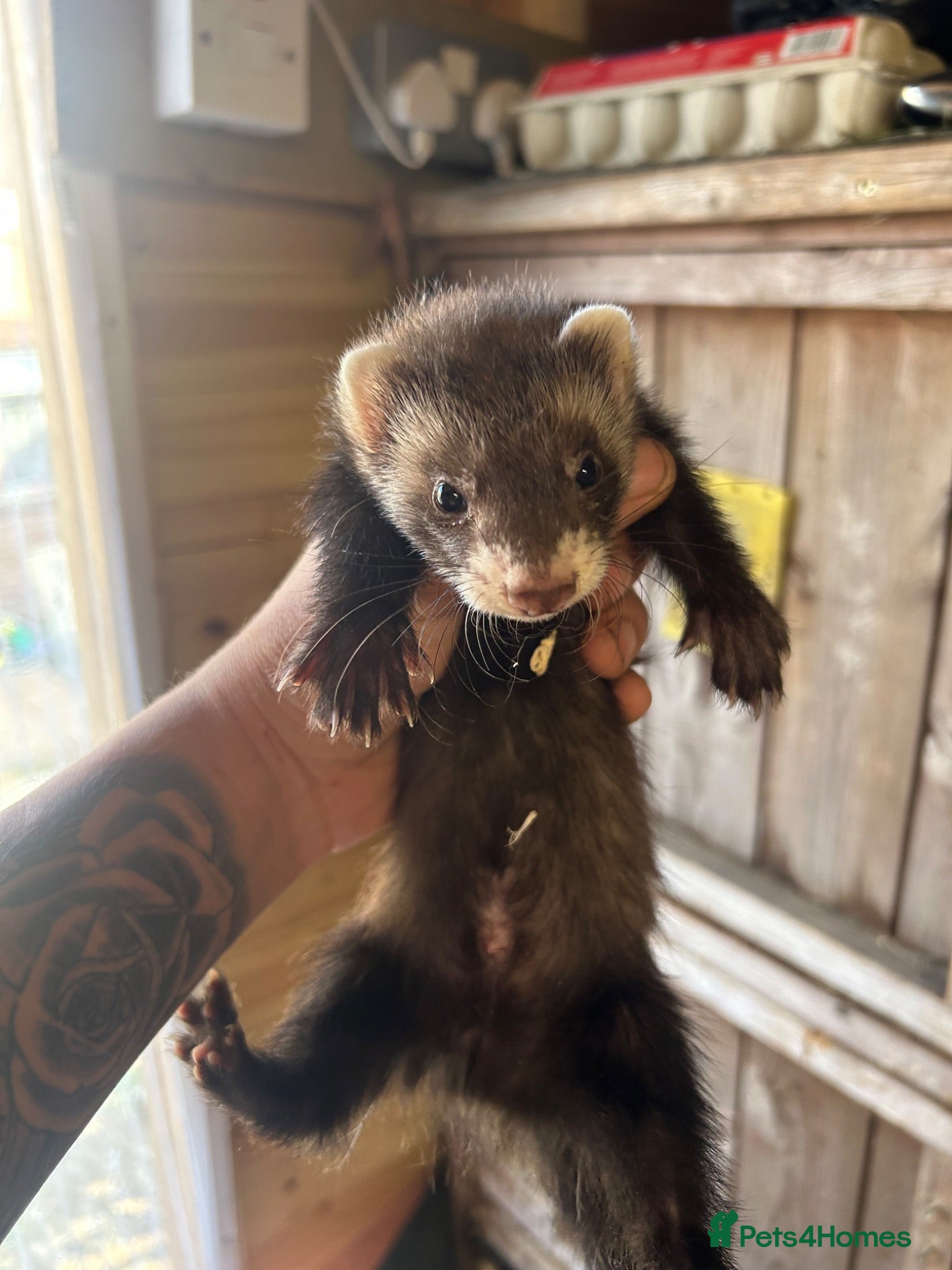 Ferret rodents Micro eu ferrets at 9Weeks old another litter at 8 - Advert 14