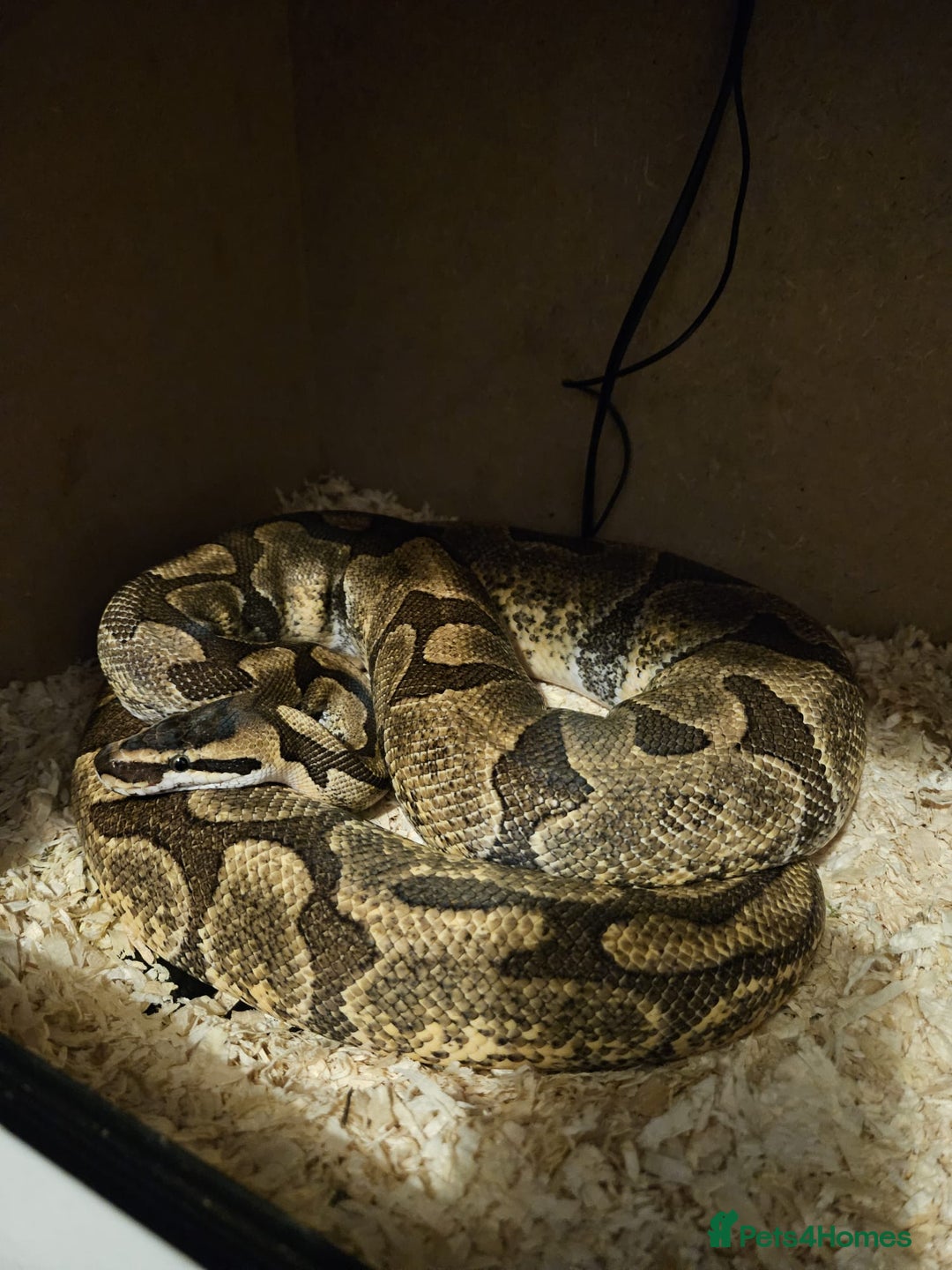 Python Snake reptiles for sale: Ball python  - Advert 2
