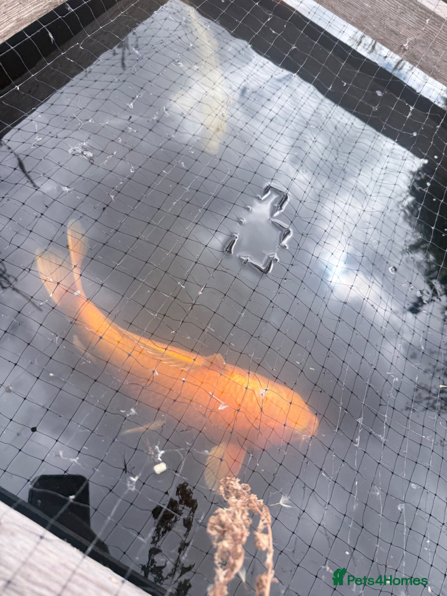 Koi Carp fish Mix of goldfish and koi  - Advert 16