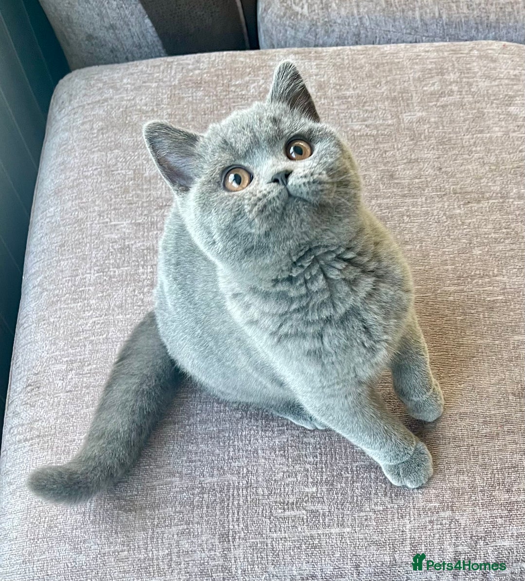 British Shorthair cats for sale: Beautiful British Shorthairs - READY TO GO - Advert 3