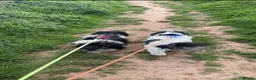 Shih Tzu dogs for sale: Beautiful shitzu for sale - Advert 10