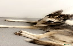 Shepsky dogs for sale: Beautiful Disney looking dogs - Image 1