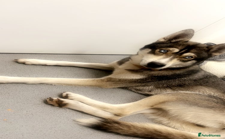 Shepsky dogs - Advert 3