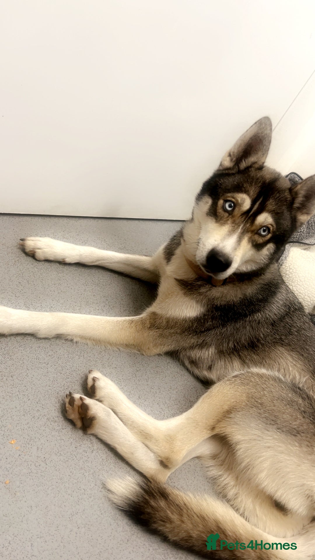 Shepsky dogs for sale: Beautiful Disney looking dogs - Image 1