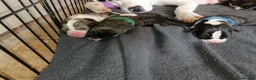 Mixed Breed dogs for sale: Cane corso border collie puppies  in Torpoint - Advert 3