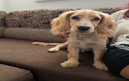 Cocker Spaniel dogs for sale: Female - Image 3