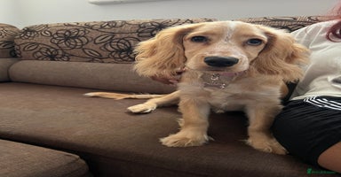 Cocker Spaniel dogs - Advert 11