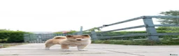 Japanese Shiba Inu dogs for sale: READY NOW Elite Japanese Shiba Inu puppies. - Advert 24