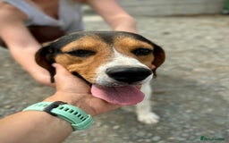 Beagle dogs for adoption: Cooper is in Hampshire & waiting for his family  - Advert 11