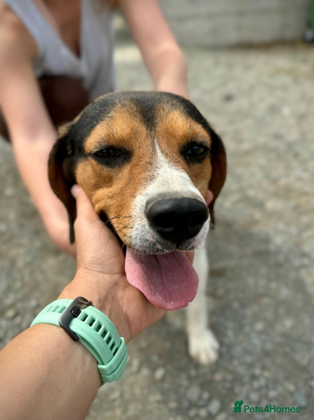 Beagle dogs for adoption: Cooper is in Hampshire & waiting for his family  - Advert 11