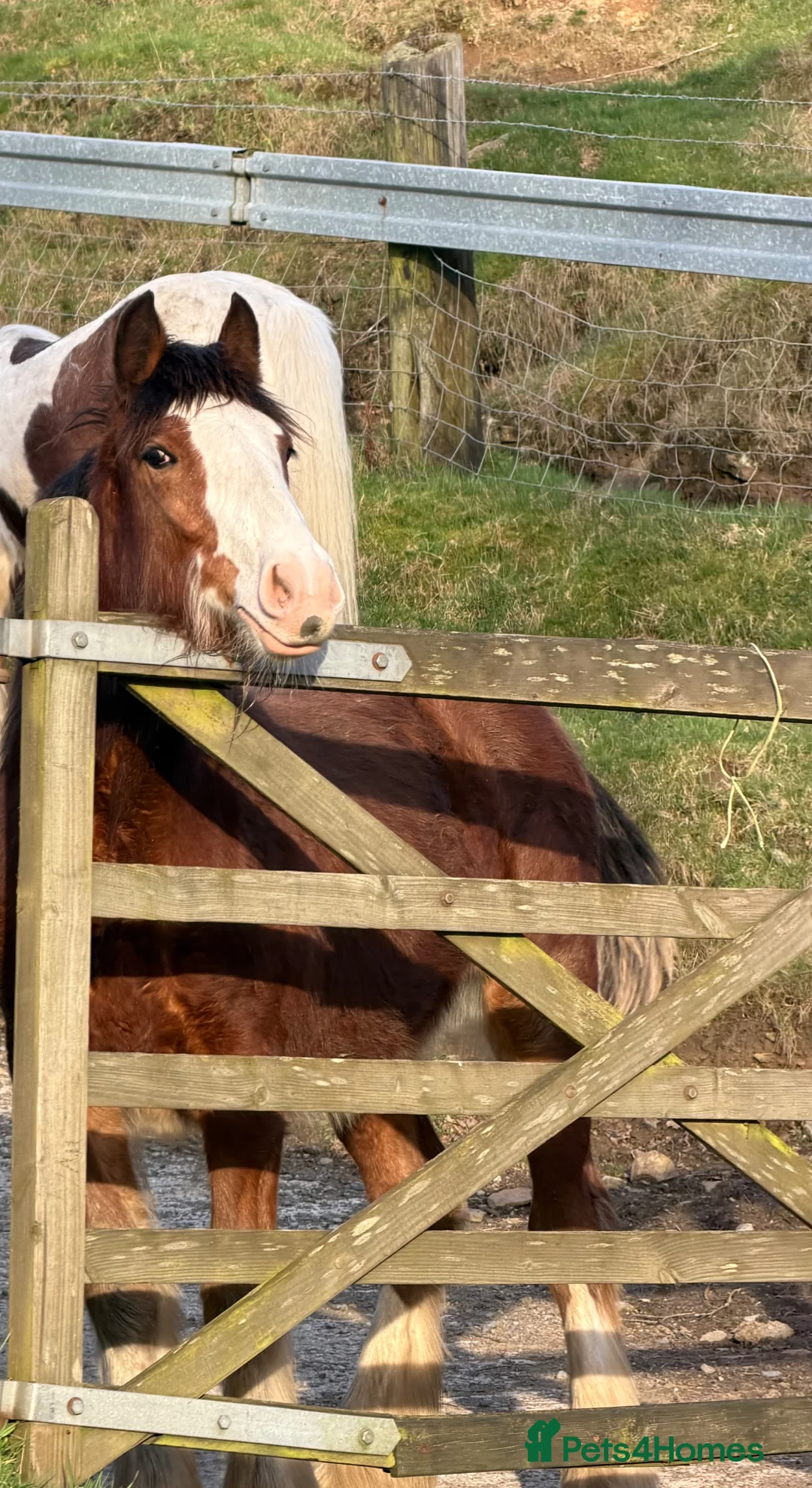 Other Breed horses for sale: Abrams Wildwood Heart in Rochdale - Advert 2