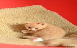 British Shorthair cats for sale: ⭐Rare Cream British Shorthair Boy ⭐  - Image 27