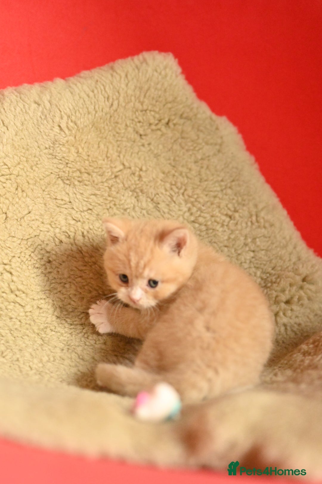 British Shorthair cats for sale: ⭐Rare Cream British Shorthair Boy ⭐  - Image 27