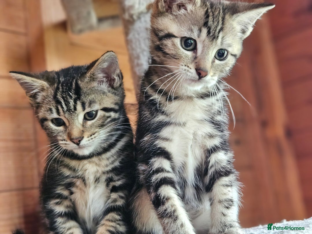 Bengal cats for sale: Adorable Half Bengal Kittens - Image 13