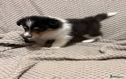 Rough Collie dogs for sale: BEST LAST AVAILABLE PUPPY MALE HEALTH DNA CLEAR  - Image 3