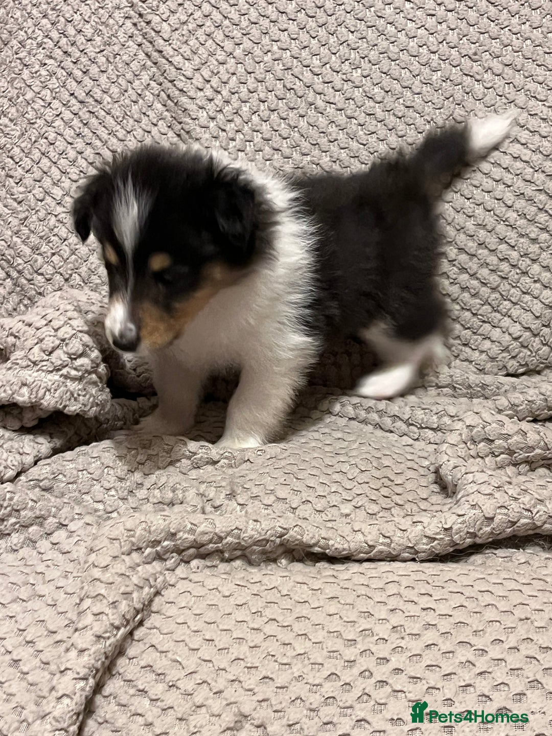 Rough Collie dogs for sale: BEST LAST AVAILABLE PUPPY MALE HEALTH DNA CLEAR  - Image 3