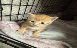British Shorthair cats for sale: Tabby Cats  - Image 4