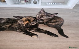 Mixed Breed cats for sale: Beautiful kittens  - Image 13