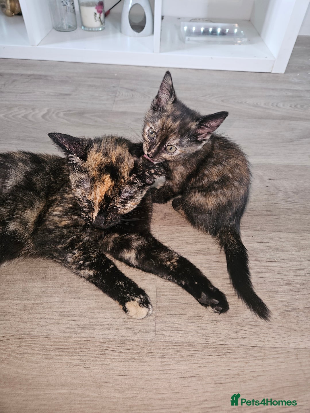 Mixed Breed cats for sale: Beautiful kittens  - Image 13