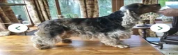 Cocker Spaniel dogs for sale: A STUNNING LITTER OF SHOW COCKERS - Advert 4