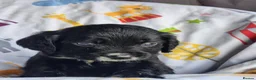 Sprocker dogs for sale:  SPROCKERS - Advert 7